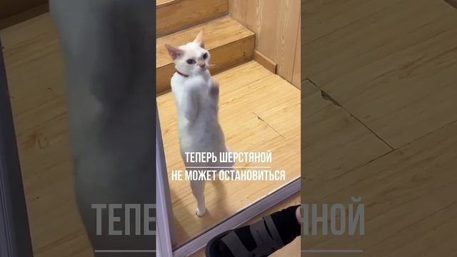 Кот научился танцевать и теперь не может остановиться