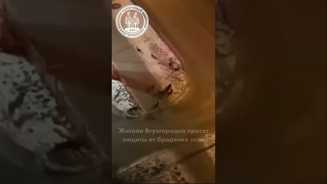 Стаи бродячих псов наводят ужас