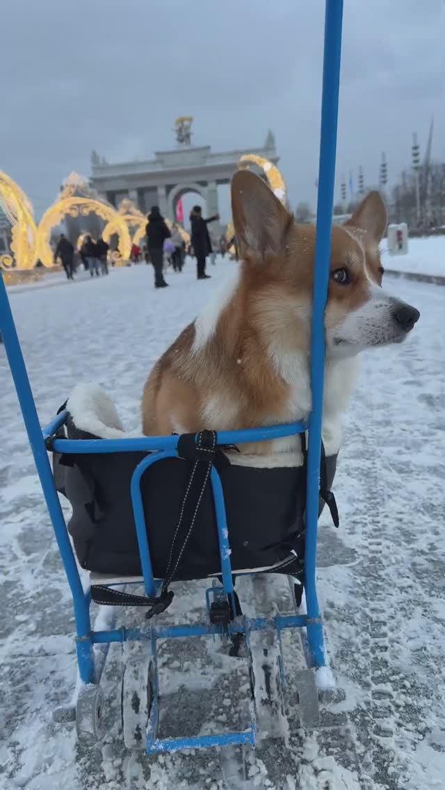 Коржик в зимней сказке❄️ #коржмарти #корги #юмор #смешныеживотные #corgi #dog #funnyanimals