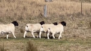 Дорперы–производители Winrae Dorpers