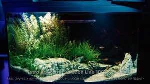 АквариумАрт - аквариумный дизайн по мотивам картин известных художников