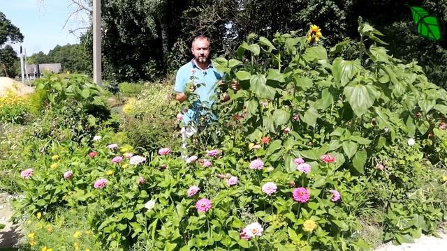 РОЗЫ ЗИМУЮТ БЕЗ УКРЫТИЯ! Несколько простых правил подготовки роз к зиме осенью. Розы должны засыпат смотреть онлайн