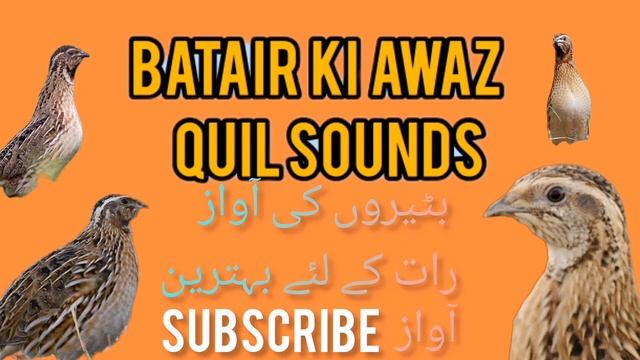 Садои бедона batair ki awaz Quail sound بٹیروں کی آواز رات والی آواز