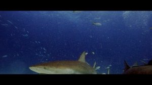 TONS OF SHARKS AROUND‼️ | Shark diving Bahamas