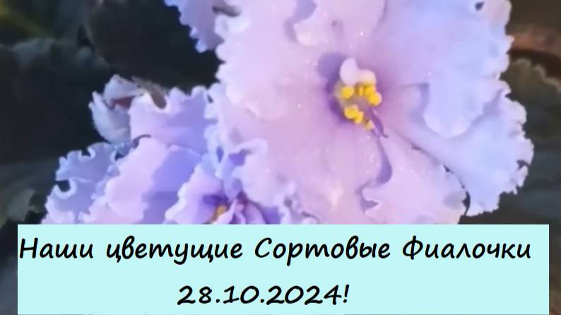 Наши цветущие Сортовые Фиалочки (Сенполии) 28.10.2024! Для заказа пишите WhatsApp 89101614167