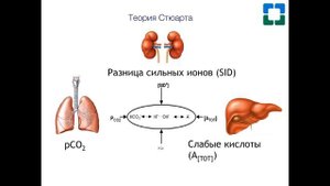 С С Костюченко Кислотно основное состояние, ч 1 10 04 2019