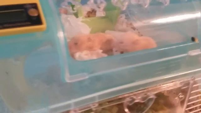 Хомяки обедают смотреть онлайн