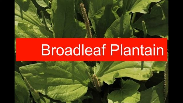 Sequential Hermaphroditism in Plants and Animals