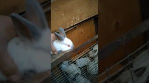 Мои кролики породы Калифорния