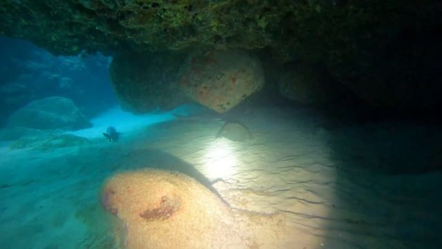 Manta Ray, Sharks, Sea Turtle, and Marine Life - Scuba - 10 Jul 2022 смотреть онлайн