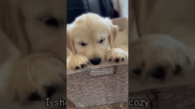My Fluff Tortilla #dog #dogshorts #youtubeshorts #ytshorts #fypシ #goldenretriever #goldenpup #puppy смотреть онлайн
