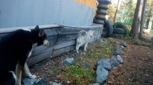 Щенок хаски знакомится с дворнягами, поёт песню и раскрывает тайну посудомоечной машины.