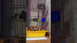 как поймать белку если она сбежала