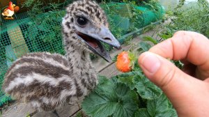 Эму 39 дней и прогулка в клубнике в тенечке