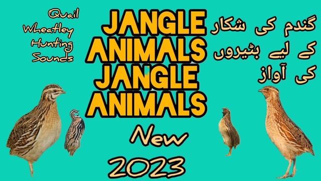 Batair ki awaz suba ke liye quil sound morning hunting گندم کی شکار کے لئے بہترین آواز