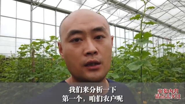 白粉虱多的治不住？赶快试试这几个小妙招！老菜农纯经验之谈【付老师种植技术团队】