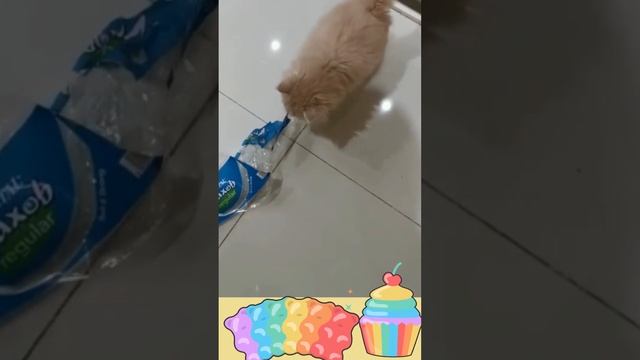 OMG!!! 😻CUTE KITTEN MUFFIN🍰🤩 #shorts #funny #animals #cats #catofinstagram #trending #shortfeed смотреть онлайн