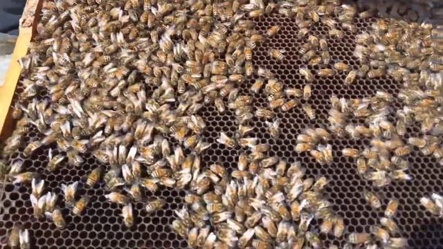 Осмотр Бакфаст в день облёта до пыльцы две недели смотреть онлайн