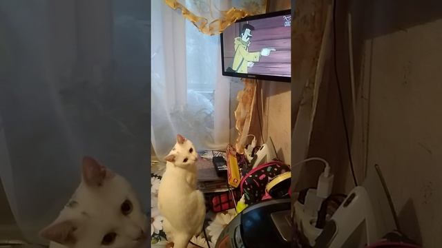 Зефир смотрит мультик "Простоквашино" смотреть онлайн