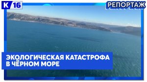 Волонтёры спасают берег Чёрного моря