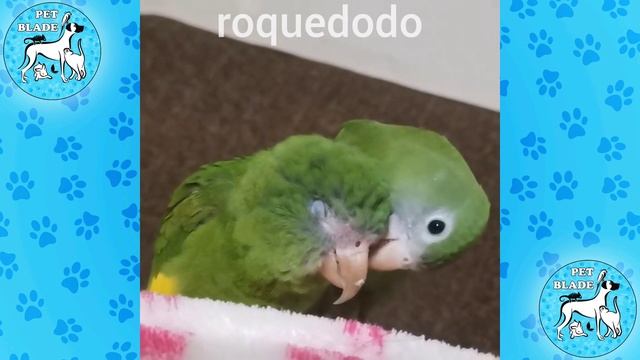 FUNNY PARROT COMPILATION - Funny parrot videos