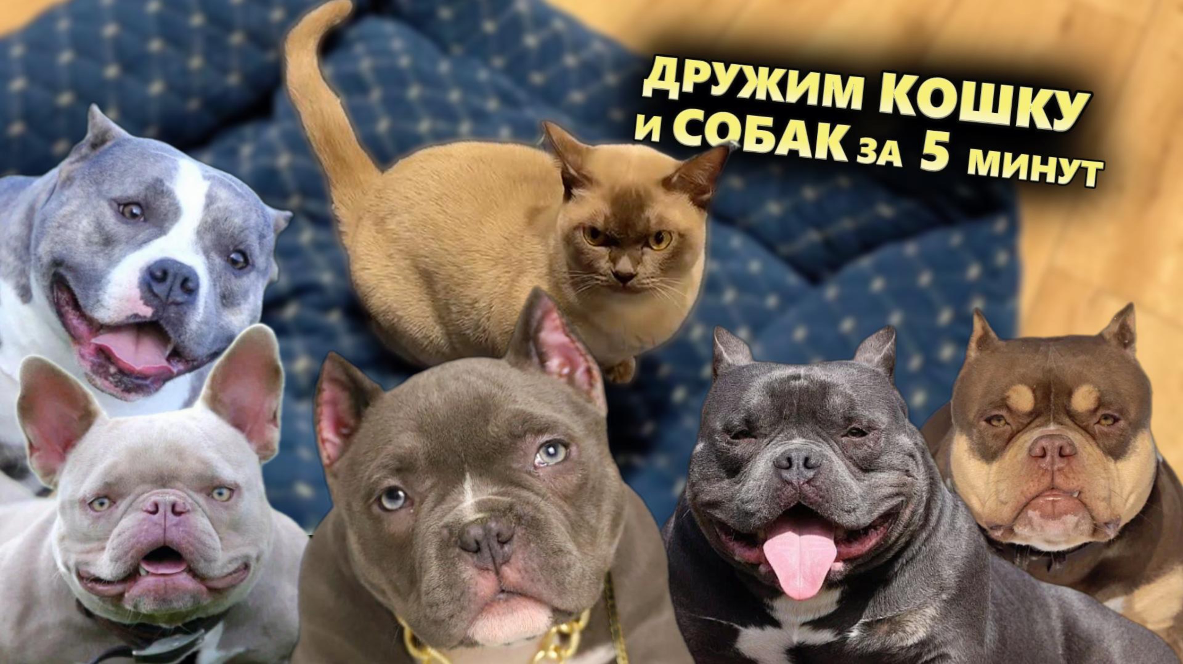Это лучшие щенки в России?! Дружим кошку и собаку за пять минут!