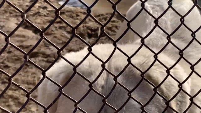 🎁Много посылок с подарками!! 🐽Папа с сыном на хозяйстве. 🐴Обучение нашего коня. 🌱 Мои растишки... смотреть онлайн