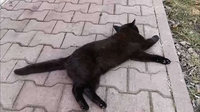 УТРО НОВЫЙ ДЕНЬ/ СБОР БЕРЁЗОВОГО СОКА/ВЕСЕННИЕ ХЛОПОТЫ В ДЕРЕВНЕ/ смотреть онлайн