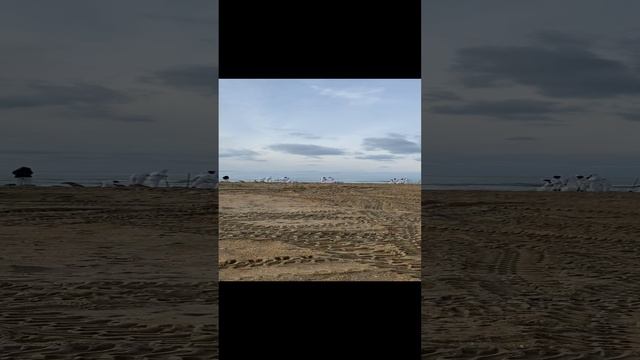 Пляж Анапы.  Волонтёры  в деле!