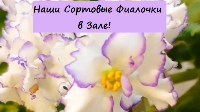 Наши Сортовые Фиалочки (Сенполии) в Зале! Для заказа пишите WhatsApp 89101614167