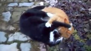 прикол,кошки дерутся,funny,cat fight.