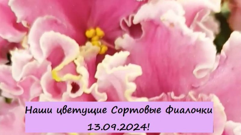 Наши цветущие Сортовые Фиалочки (Сенполии) 13.09.2024! Для заказа пишите WhatsApp 89101614167