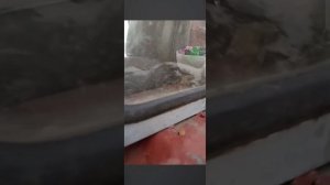 погрузчик сена т 25