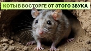 КОТЫ В ВОСТОРГЕ ОТ ЭТОГО ВИДЕО 🔥 cats tv, мультики для кошек, мультик для котов, кот тв, cats game