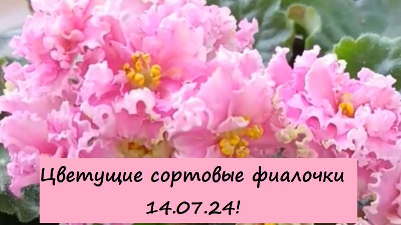 Цветущие сортовые фиалочки (сенполии) на кухне 14.07.24! Для заказа пишите WhatsApp 89101614167!