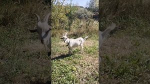 обзор на дачных коз 2