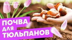 Идеальная почва для тюльпанов / Ученицы Strogoorganic