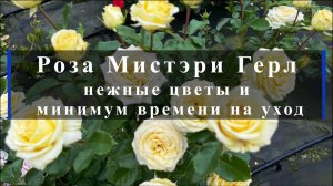 Роза Мистэри Герл -нежные цветы и минимум времени на уход.