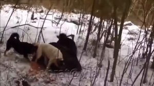 Охота на Медведя 2016 / Добыли огромный трофей