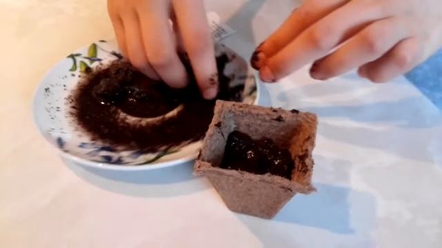 Акция плантация из ленты сажаем рассаду смотреть онлайн