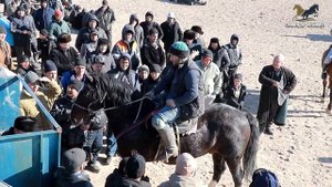 Бузкаши  Коражингил 11.01.2025 Полная Версия Купкари Улок Самандар Кенжаев