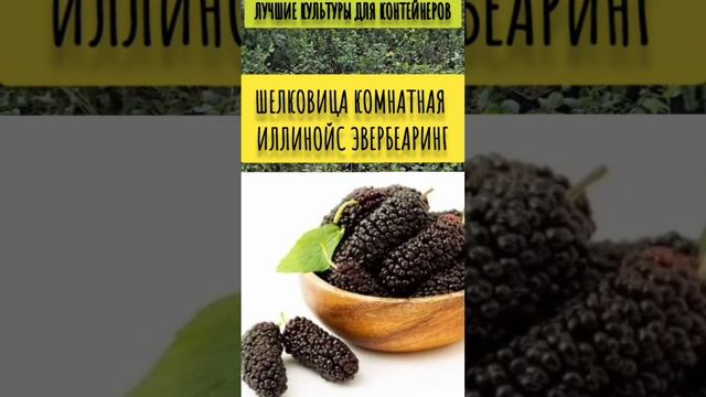 Что можно вырастить в горшках? #Гарденмарт_ассортимент