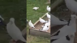 Голуби шейки обрезные