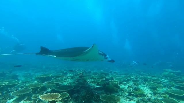 Manta ray at cleaning station смотреть онлайн