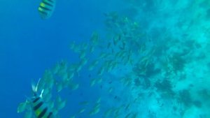 Наш отдых в Rixos Premium Seagate. Sharm El Sheikh. Египет.