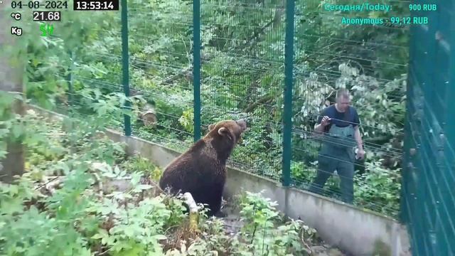 Bear Mansur 🤎 with visitors, workers ans Papa Andrey on sunday.🌞