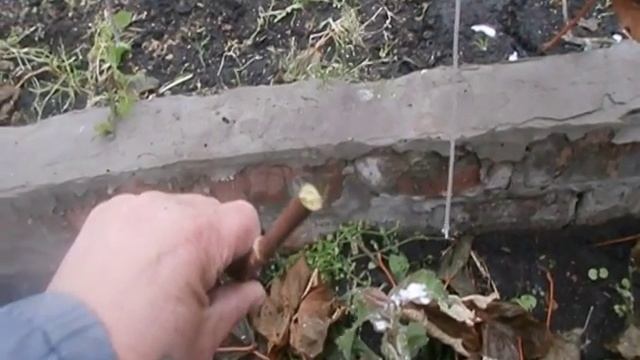 Виноград.Подготовка лозы к укрытию.Сад Зауралья. смотреть онлайн