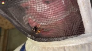 Здоровенное гнездо азиатского шершня в сарае Температура, размер  Охотник на шершня (сезон 2023)