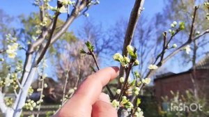 Обрезка деревьев на плодоношение на примере цветущих деревьев...результат