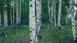 Влад Порфиров _ЗАЦВЕЛА БЕРЁЗА_